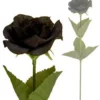 Hearts & Roses Single Black Rose